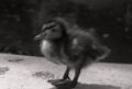 Black & white - Baby Swan